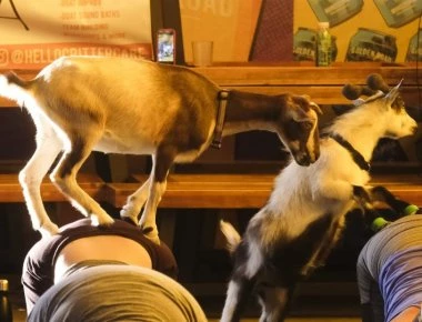 O κόσμος έχει χαζέψει: Είναι μόδα η goat yoga...